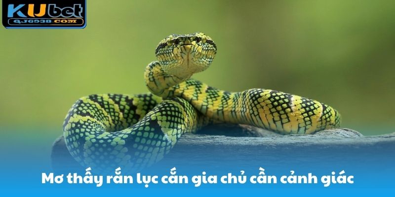 Mơ thấy rắn lục cắn gia chủ cần cảnh giác